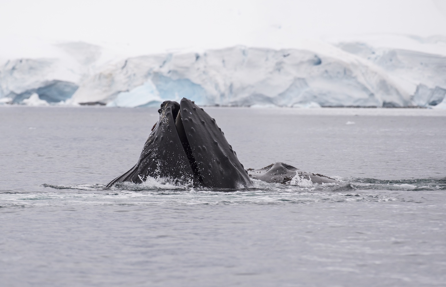 Tromso ballenas en el artico